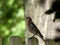 colorful male Chaffinch perched on a wooden fence post