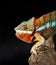 Colorful male chameleon