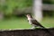 Colorful male Common Flicker bird