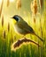 A Colorful Male Common Yellowthroat Perched Marsh Bulrush Springtime Morning Sunrise Small Bird AI Generated