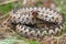 Colorful male crossed adder