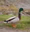 Colorful Male Duck