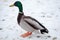 Colorful male duck standing on snow at cold weather