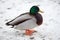 Colorful male duck stands on snow at cold winter weather