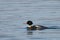 Colorful male duck swimming in sea closeup. Wild Goosander Mergus merganser drake in natural habitat. Diving pochard seabird on