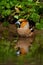Colorful male hawfinch bathing in water with green leafs in background