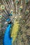 Colorful Male indian Peacock Portrait with Full Feather Plume open