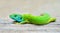 Colorful male lizard closeup scales details - blurry background