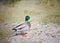 Colorful male Mallard Duck land