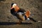 Colorful male mandarin duck, aix galericulata, anatra mandarina