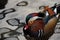 Colorful male mandarin duck, aix galericulata, anatra mandarina