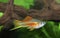 Colorful Male Neon Swordtail Fish in an Aquarium