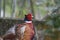 Colorful male ring necked pheasant