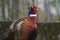 colorful male ring necked pheasant