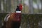 colorful male ring necked pheasant