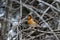 Colorful male Varied Thrush