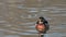 A colorful male Wood duck Aix sponsa in the water