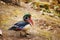 Colorful Male Wood Duck in natural surroundings