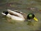 Colorful Mallard Drake Duck Wildlife