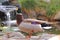 Colorful Mallard at Rest