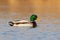 Colorful mallard swimming on lake in spring nature.