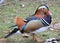 Colorful mandarin duck Aix galericulata