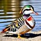 A colorful mandarin duck standing on the sand by the water