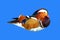 Colorful Mandarin duck swim on the ripple blue river low polygon style