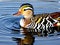 A colorful mandarin duck is swimming in a pond with the word duck on it.