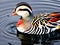 A colorful mandarin duck is swimming in a pond with the word duck on it.