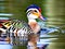 A colorful mandarin duck is swimming in the water with its beak open