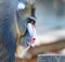 Colorful mandrill baboon