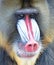 Colorful mandrill baboon