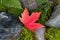 Colorful Maple Leaf on Rocks and Moss