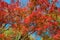 Colorful maple leaf tree