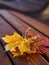 Colorful maple leaves on burgundy curved modern bench in city park. Fall season. Autumn landscape