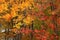 Colorful Maple leaves in Canada wood lands