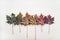 Colorful maple leaves lined in a row