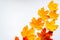 Colorful maple leaves on a white background. Autumn abstract background. Hello October concept. Copy space