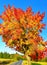Colorful maple tree beside the asphalt road autumn / fall daylight