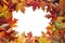 Colorful Maple Tree Fall Leaves Border