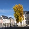 Colorful maple tree in luxemburg town of echternach in the fall