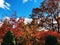 Colorful maple tree and oak tree leaves changing colors in the fall