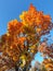 Colorful maple tree under deep blue sky in the city on golden autumn day