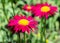 Colorful marguerite 'Robinson's red