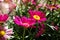 Colorful marguerite Robinson`s red - red flower daisy marguerite