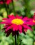 Colorful marguerite Robinsons red flower