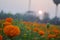 Colorful marigold flower garden with sunset background