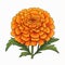 Colorful Marigold Flower Illustration On White Background