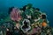 Colorful Marine Invertebrates on Healthy Reef in Indonesia